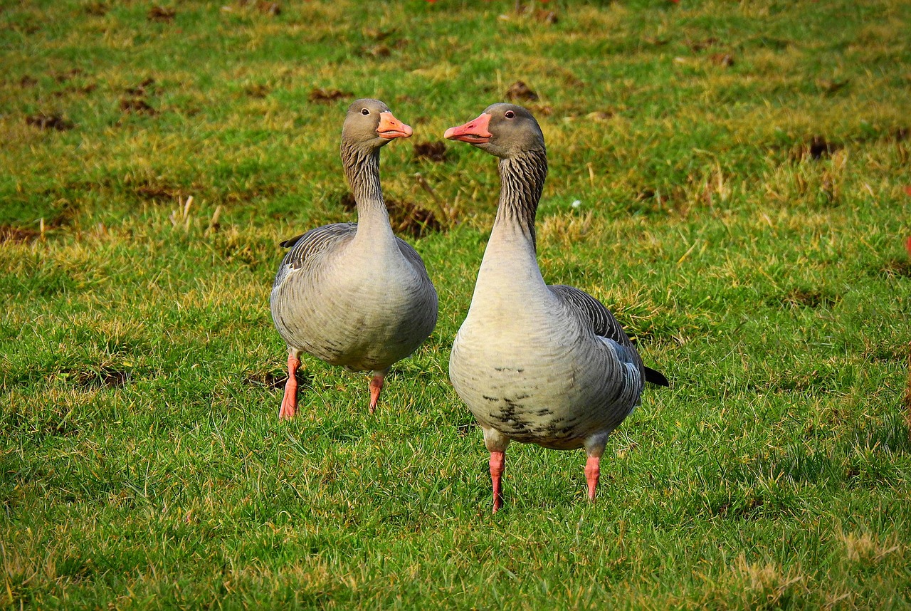 태아보험 22주 6일