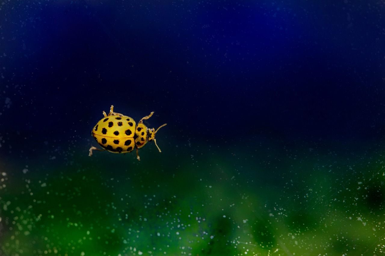 태아보험 22주 이후