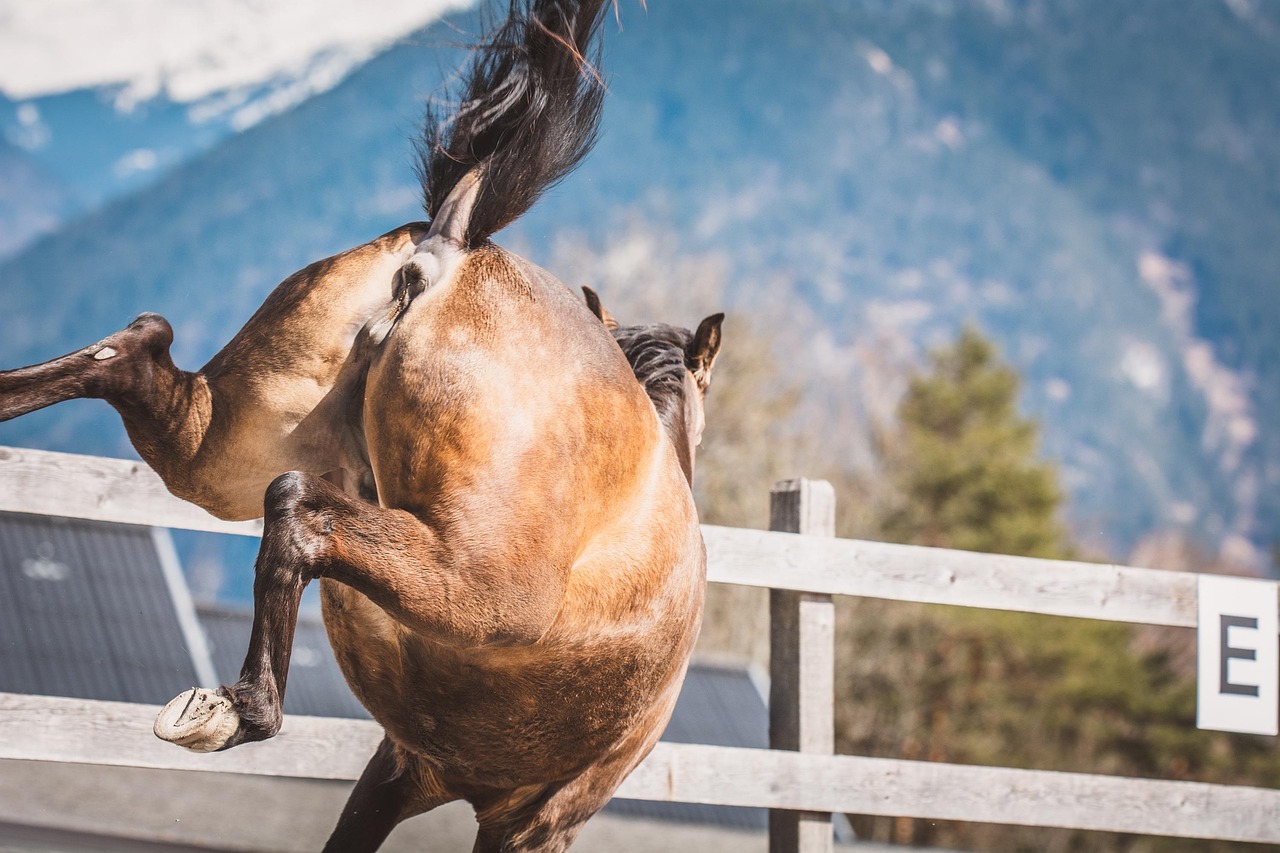버팀목전세대출 보증보험 거절