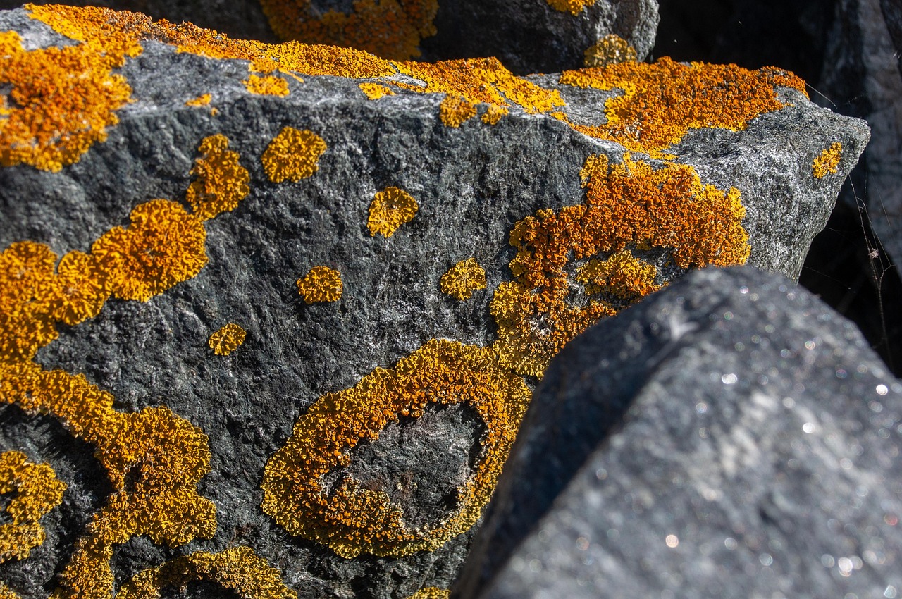 4대보험완납증명서인터넷발급