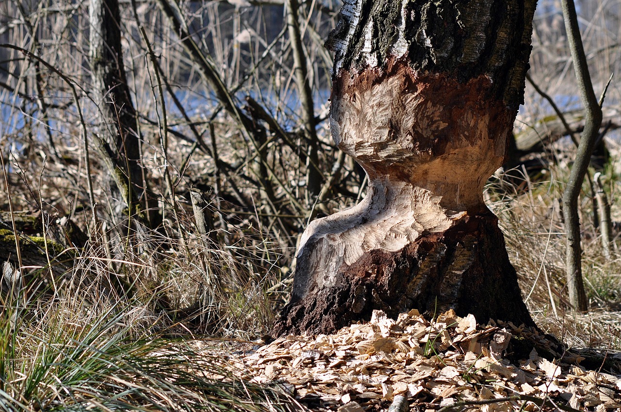 손해보험 평가사